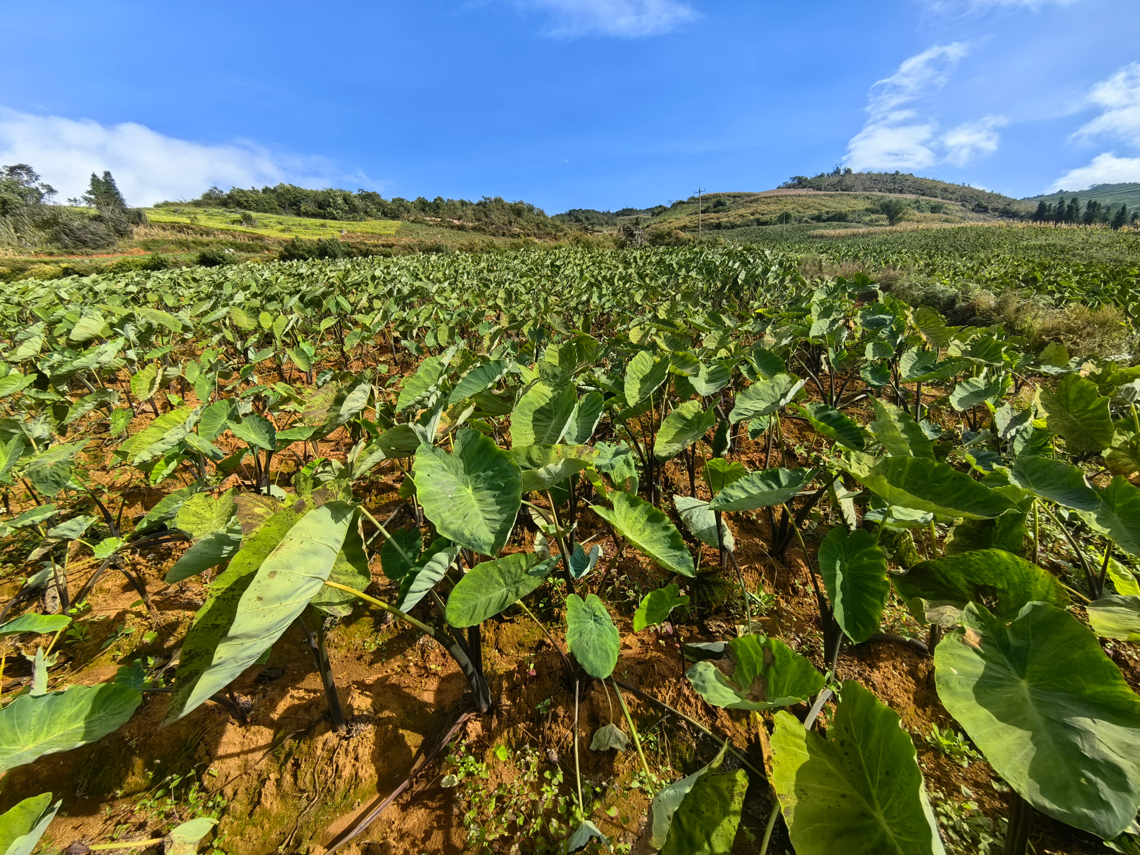 IMG_20251029_153030 (1).jpg